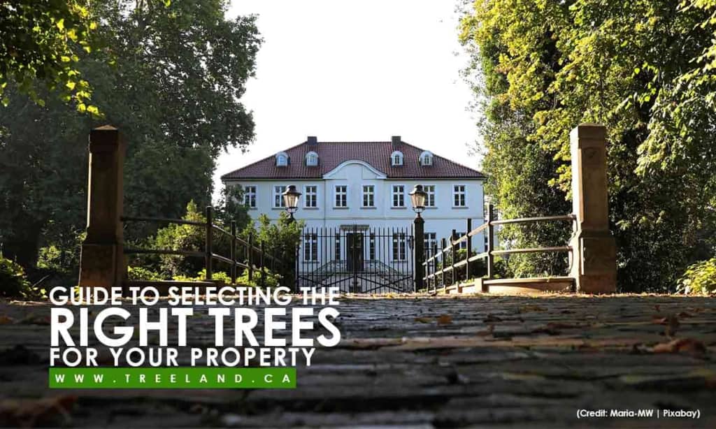 Guide to Selecting the Right Trees for Your Property