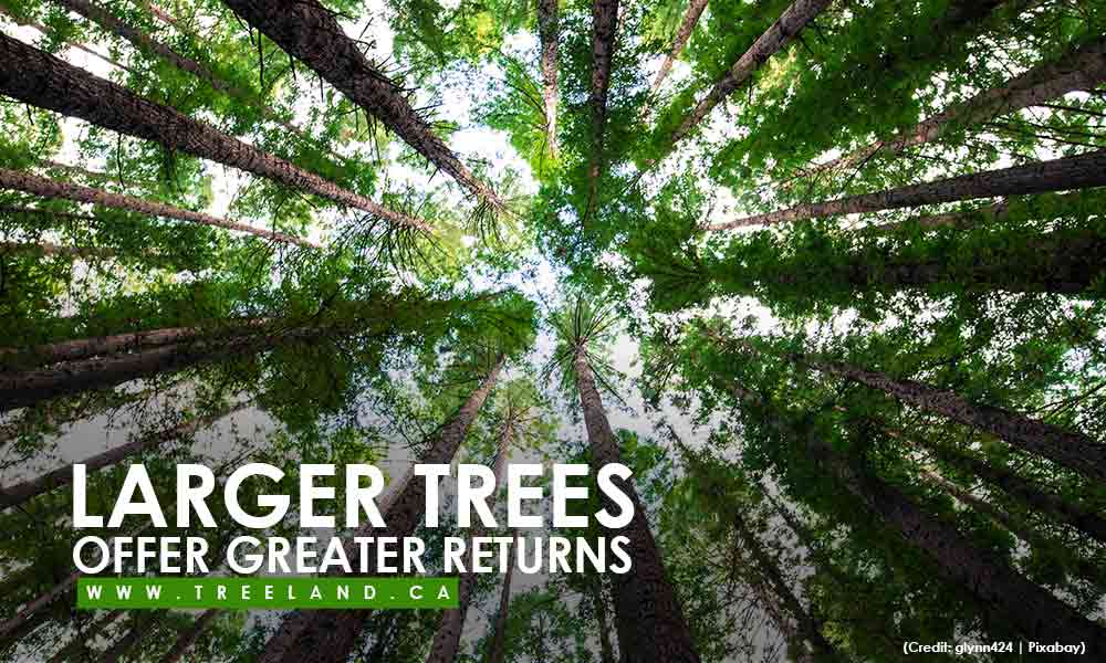 Larger trees offer greater returns