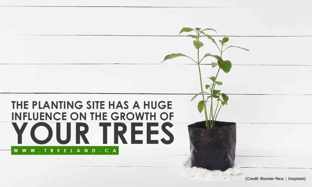 The planting site has a huge influence on the growth of your trees