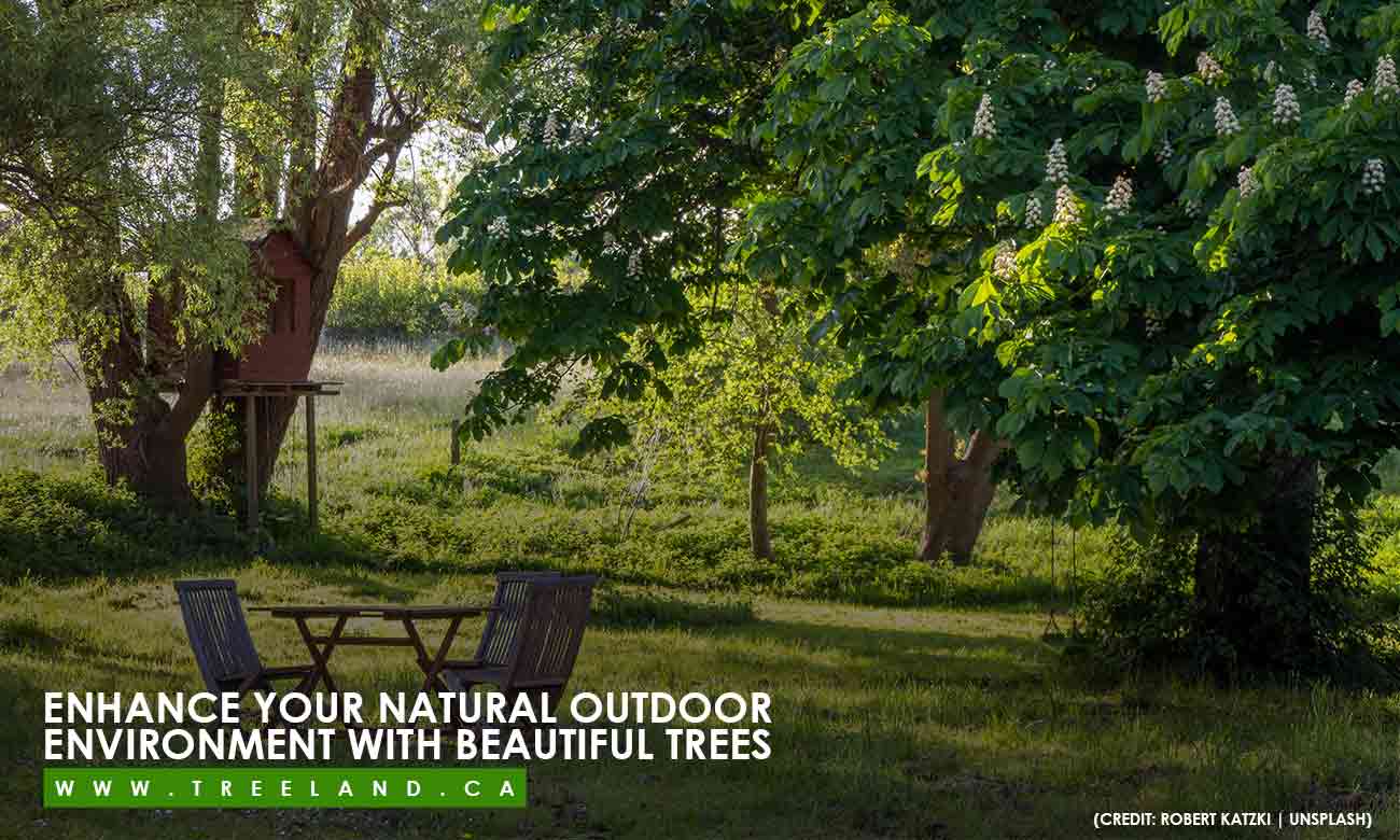 Help reduce carbon emissions by planting a tree