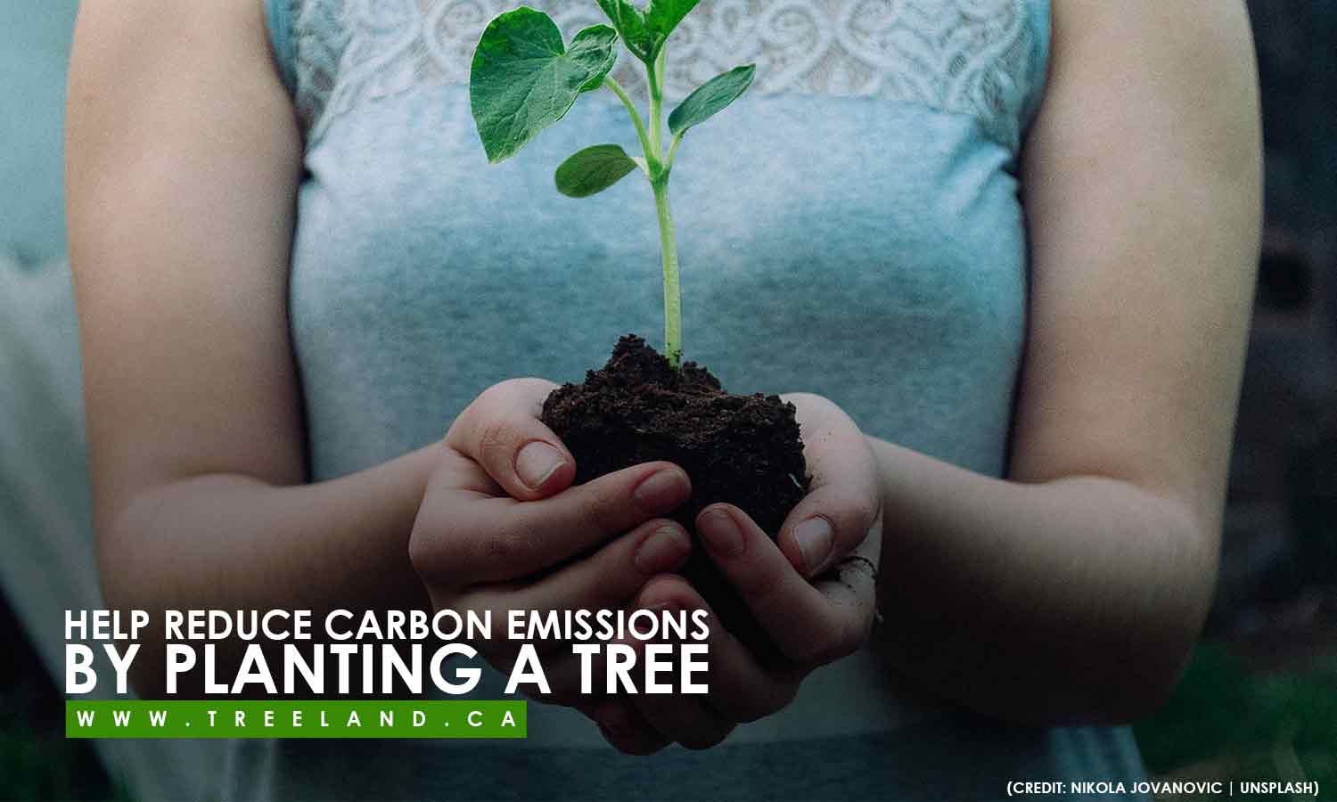 Help reduce carbon emissions by planting a tree