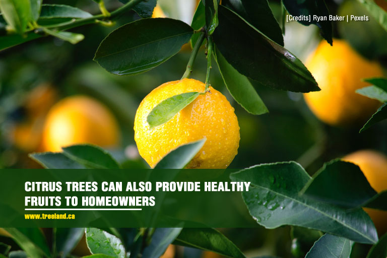 Citrus trees can also provide healthy fruits to homeowners