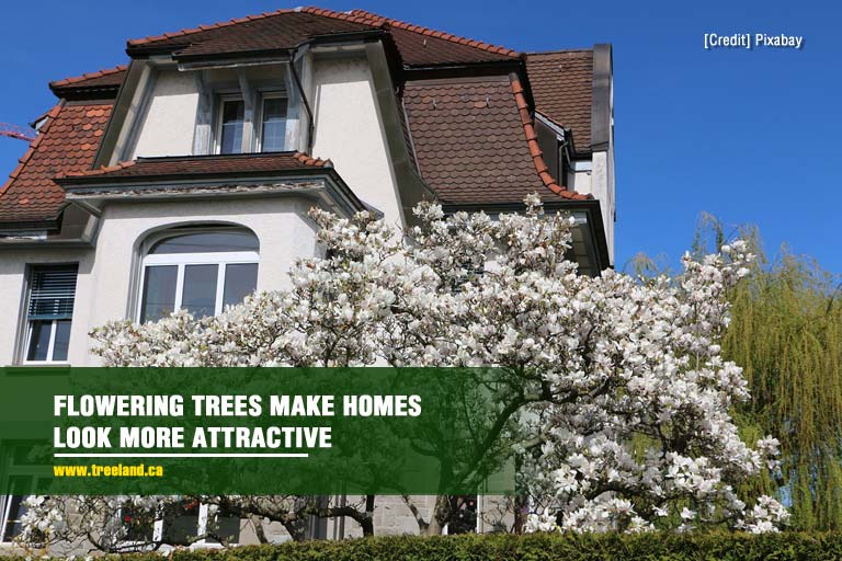 Flowering trees make homes look more attractive