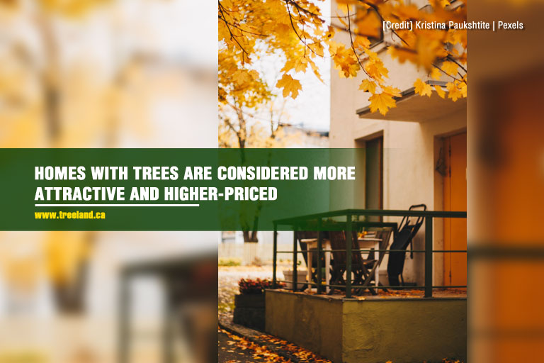 Homes with trees are considered more attractive and higher-priced