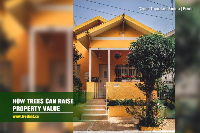 How Trees Can Raise Property Value