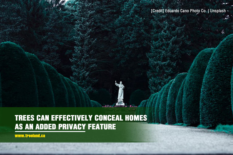 Trees can effectively conceal homes as an added privacy feature