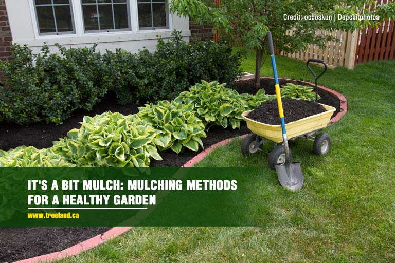 It’s a Bit Mulch: Mulching Methods for a Healthy Garden