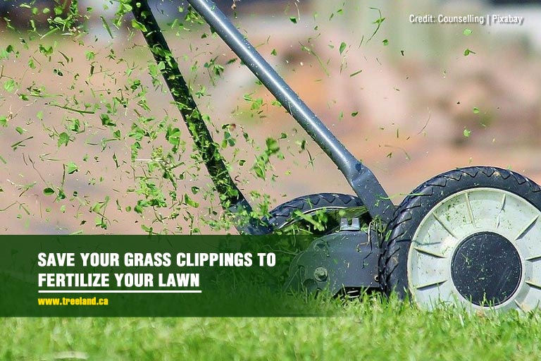 Save your grass clippings to fertilize your lawn