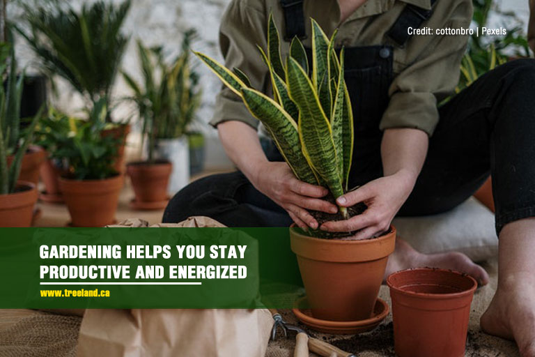 Gardening helps you stay productive and energized