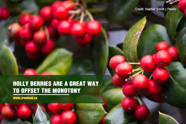 Holly berries are a great way to offset the monotony