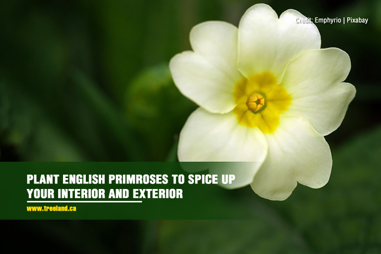 Plant English primroses to spice up your interior and exterior