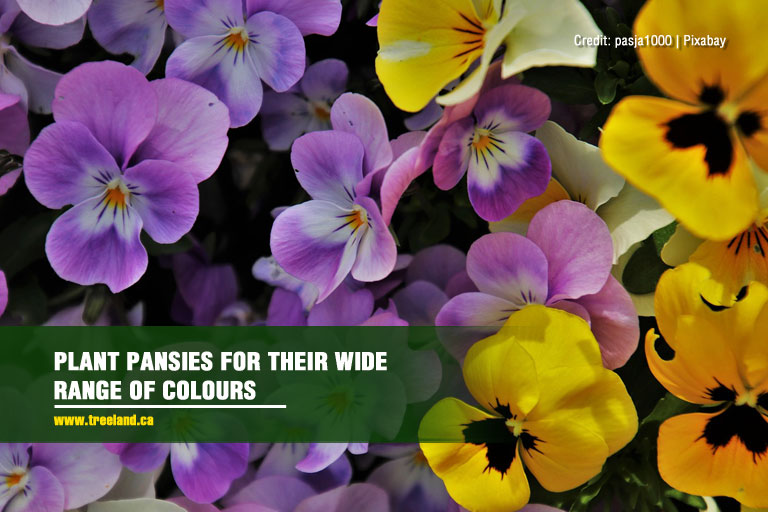 Plant pansies for their wide range of colours