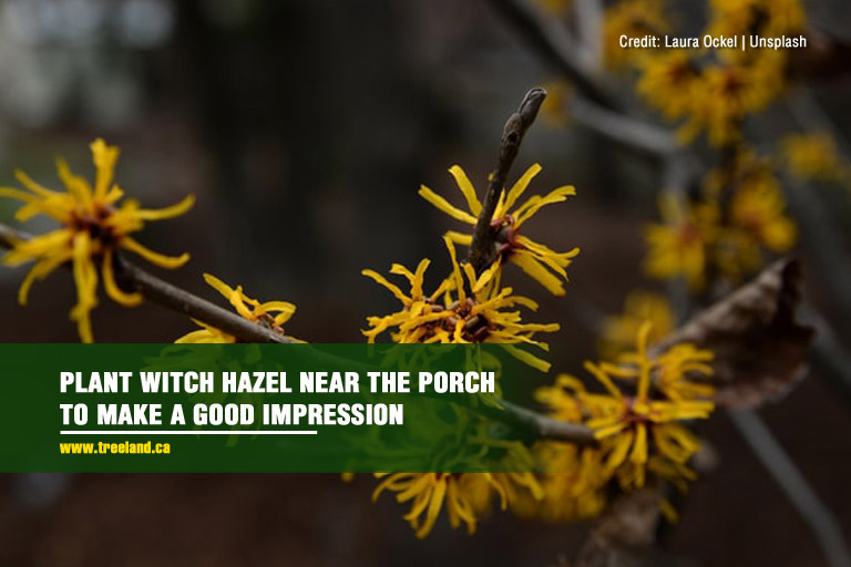 Plant witch hazel near the porch to make a good impression