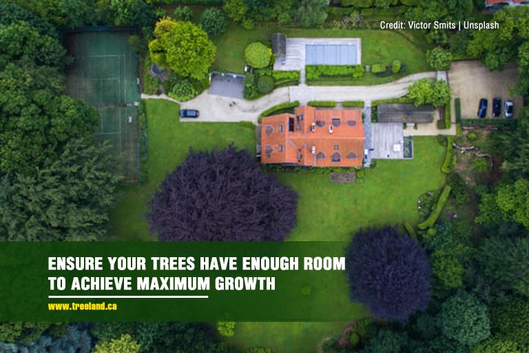  Ensure your trees have enough room to achieve maximum growth