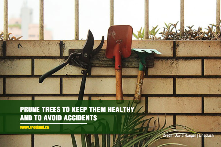 Prune trees to keep them healthy and to avoid accidents