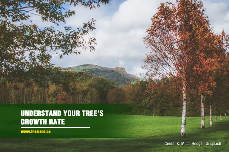 Understand your tree’s growth rate