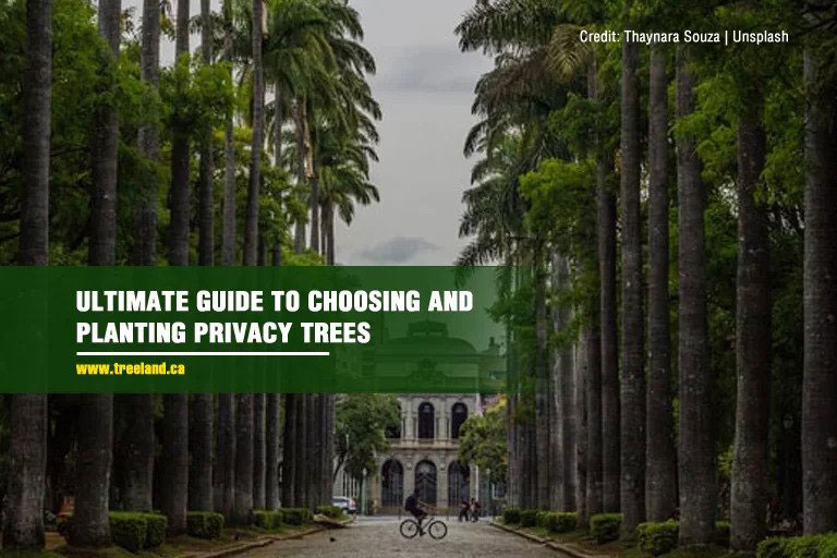 Ultimate Guide to Choosing and Planting Privacy Trees