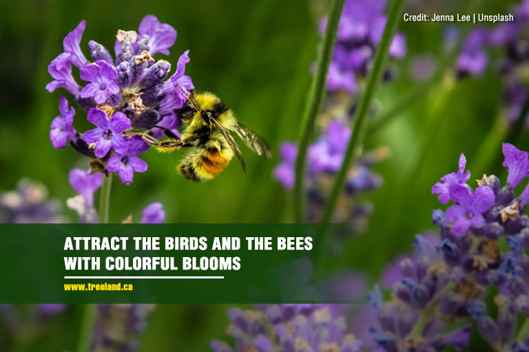 Attract the birds and the bees with colorful blooms