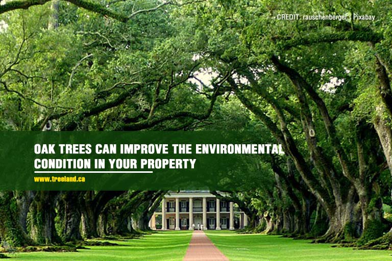 Oak trees can improve the environmental condition in your property