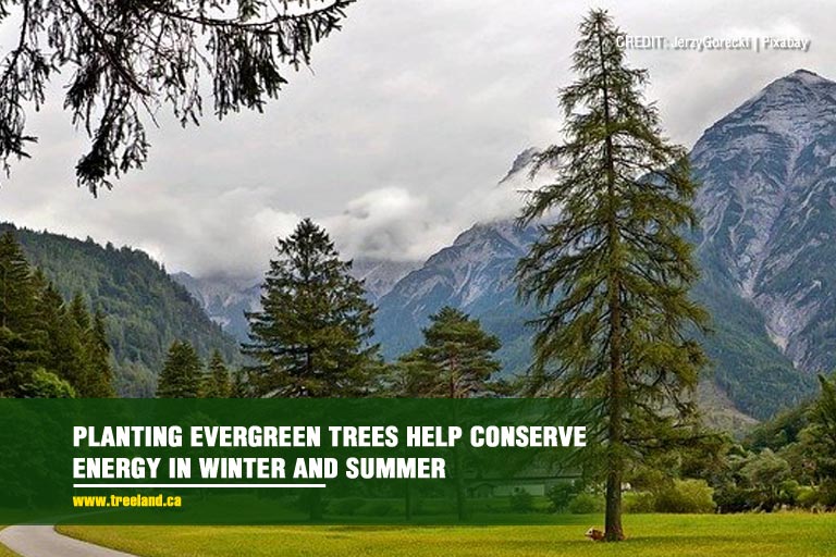 Planting evergreen trees help conserve energy in winter and summer 