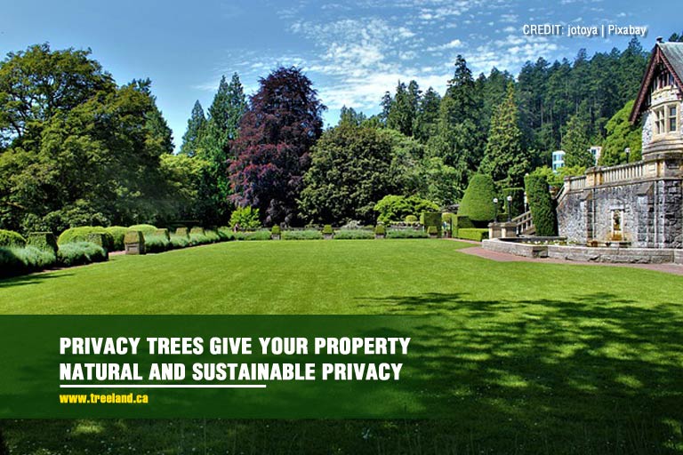 Privacy trees give your property natural and sustainable privacy