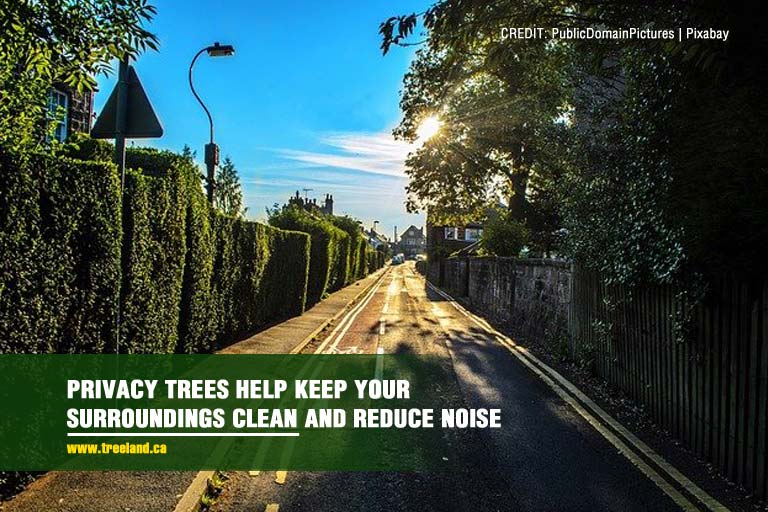  Privacy trees help keep your surroundings clean and reduce noise