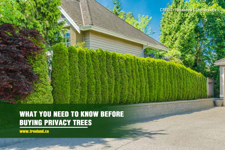 What You Need to Know Before Buying Privacy Trees