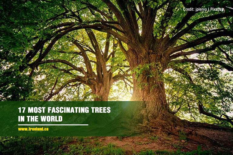 17 Most Fascinating Trees in the World