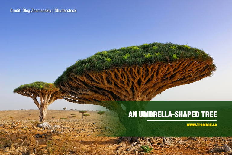 An umbrella-shaped tree