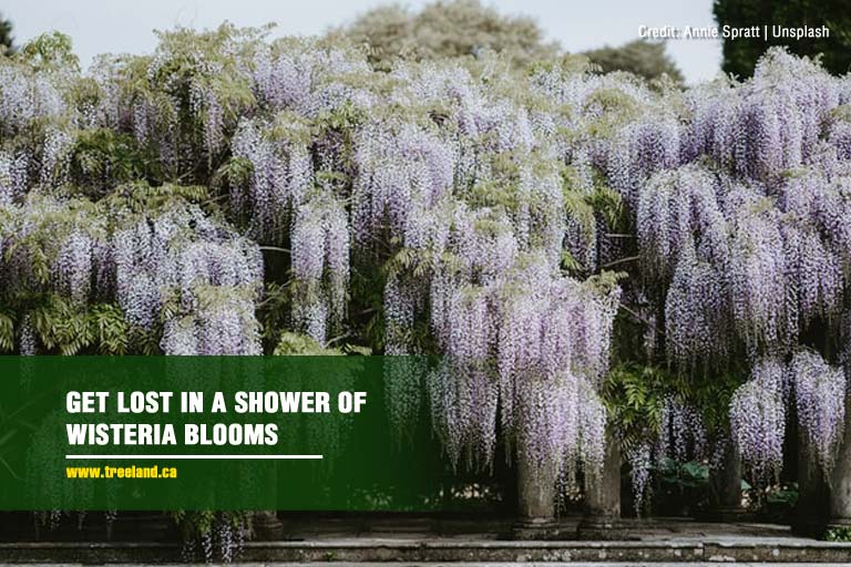 Get lost in a shower of Wisteria blooms