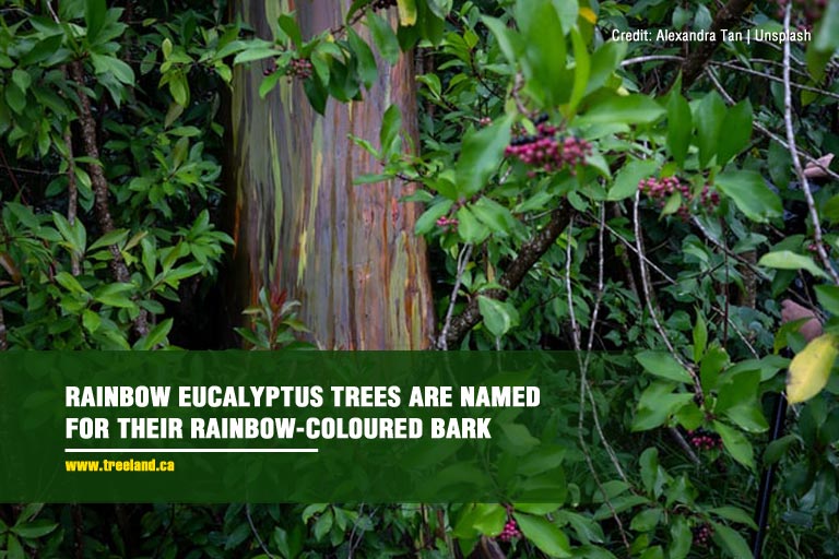 Rainbow eucalyptus trees are named for their rainbow-coloured bark