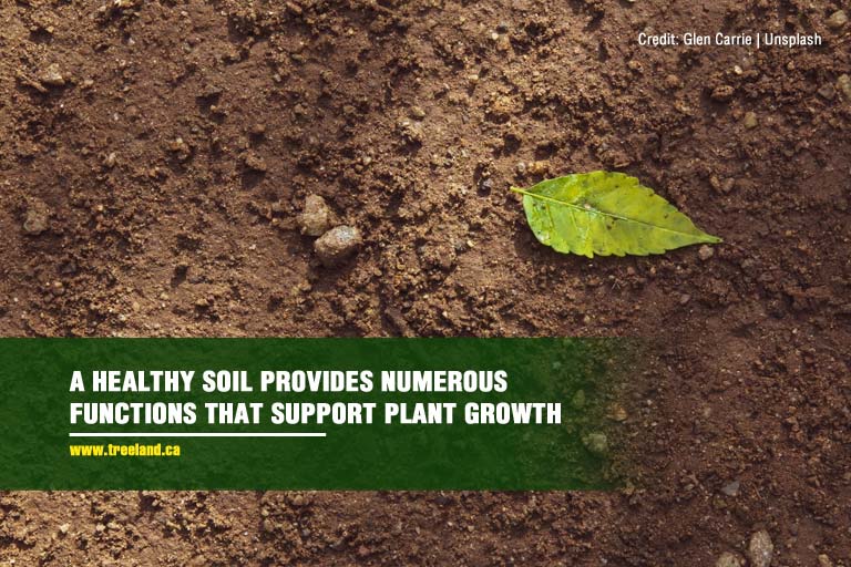  A healthy soil provides numerous functions that support plant growth