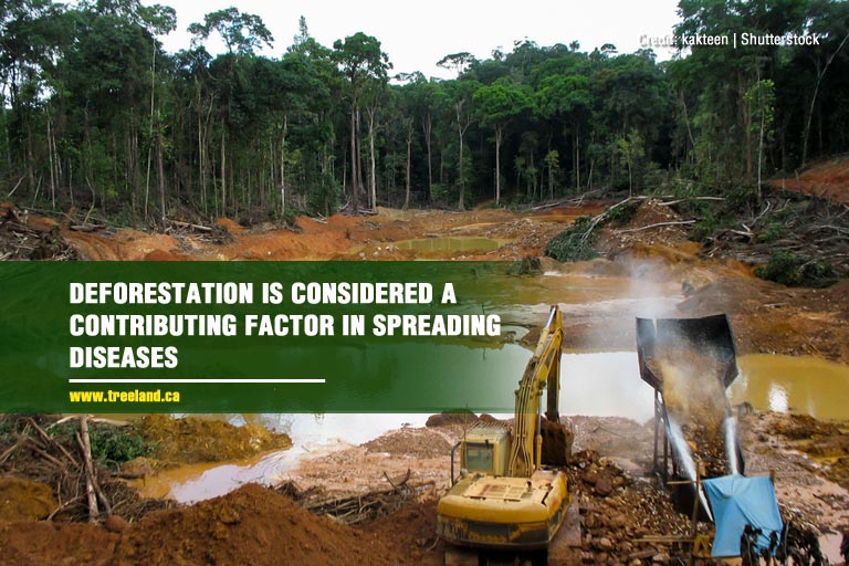 Deforestation is considered a contributing factor in spreading diseases 