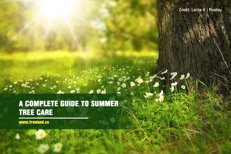 A Complete Guide to Summer Tree Care - Caledon Treeland