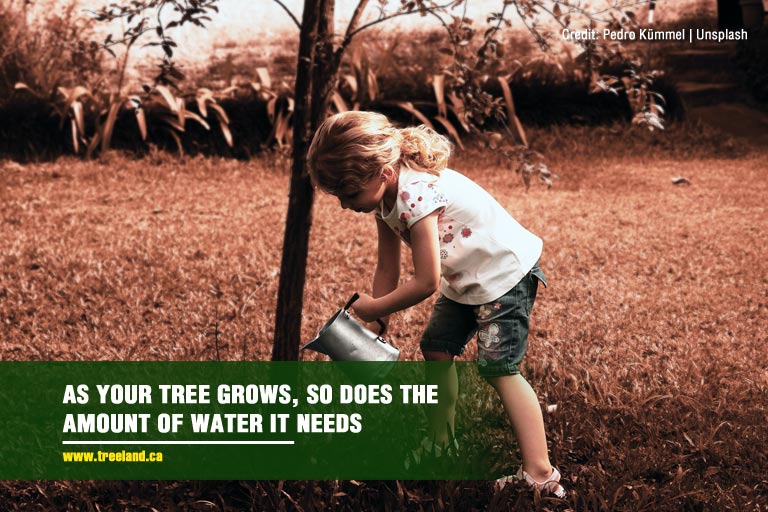 As your tree grows, so does the amount of water it needs