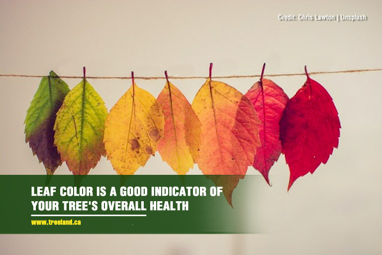 Leaf color is a good indicator of your tree's overall health