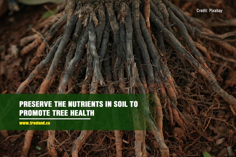 Preserve the nutrients in soil to promote tree health