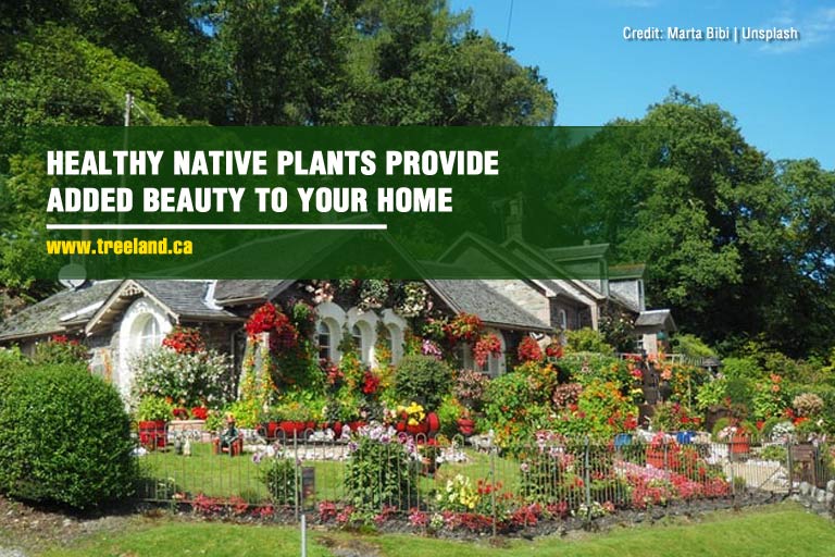 Healthy native plants provide added beauty to your home