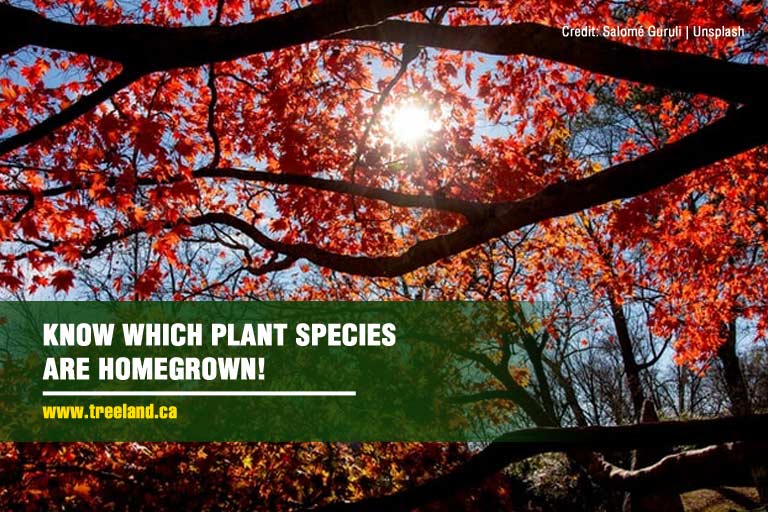 Know which plant species are homegrown!