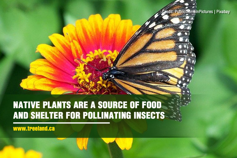 Native plants are a source of food and shelter for pollinating insects