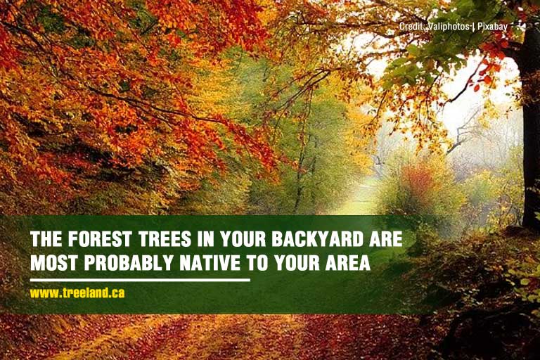 The forest trees in your backyard are most probably native to your area 