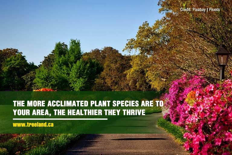 The more acclimated plant species are to your area, the healthier they thrive