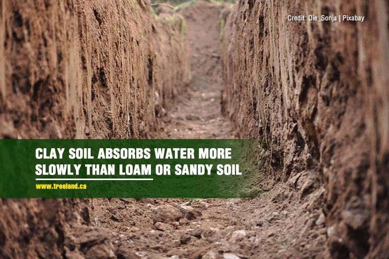 Clay soil absorbs water more slowly than loam or sandy soil 