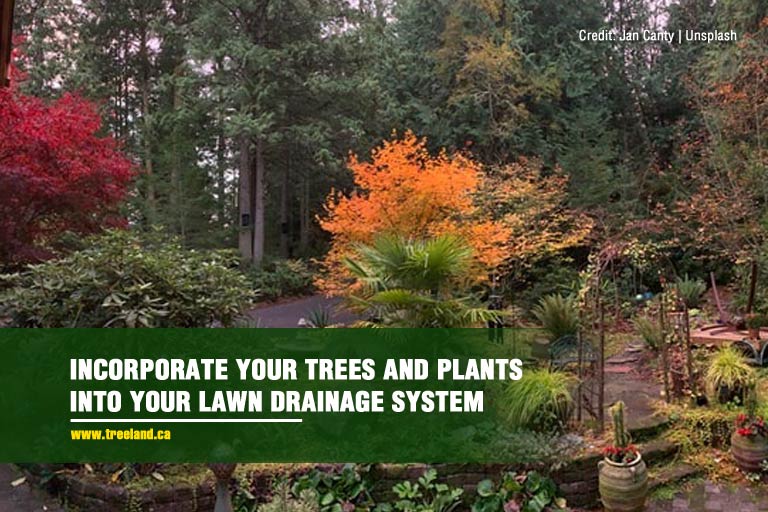 Incorporate your trees and plants into your lawn drainage system