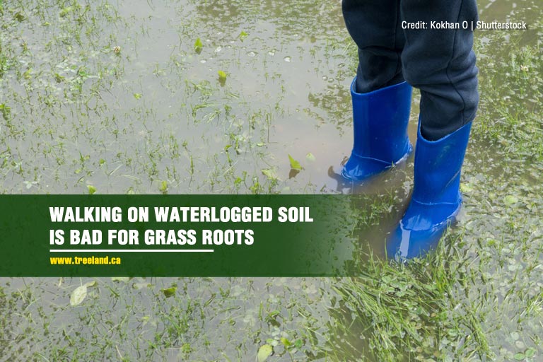Walking on waterlogged soil is bad for grass roots