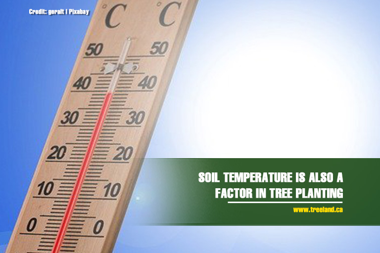 Soil temperature is also a factor in tree planting