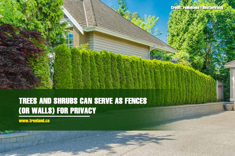  Trees and shrubs can serve as fences (or walls) for privacy