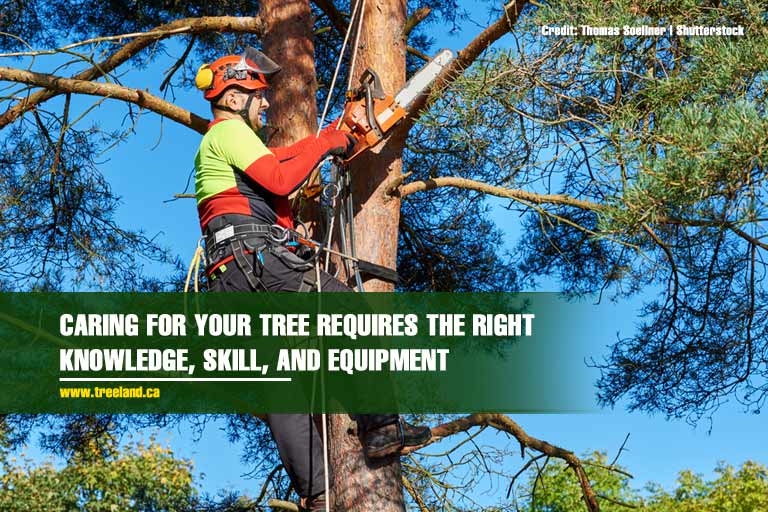 Caption: Caring for your tree requires the right knowledge, skill, and equipment