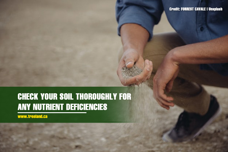Check your soil thoroughly for any nutrient deficiencies
