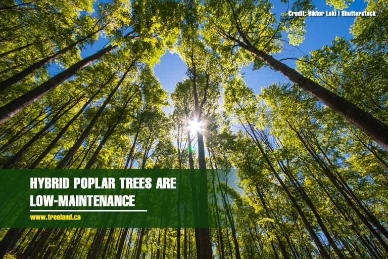 Hybrid poplar trees are low-maintenance
